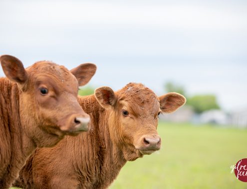 Buy registered Red Angus cattle