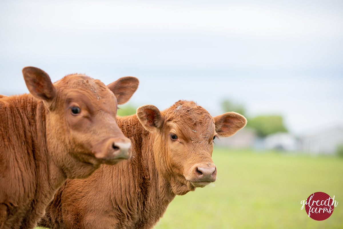 Buy registered Red Angus cattle