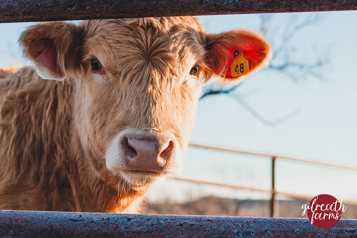 Grass-fed cattle from our family farm