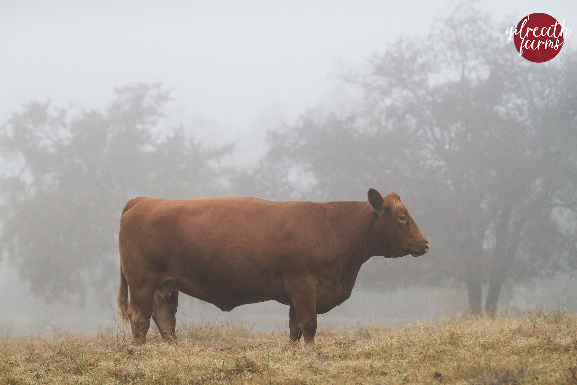 Proud member of the Kentucky/Tennessee Red Angus Association