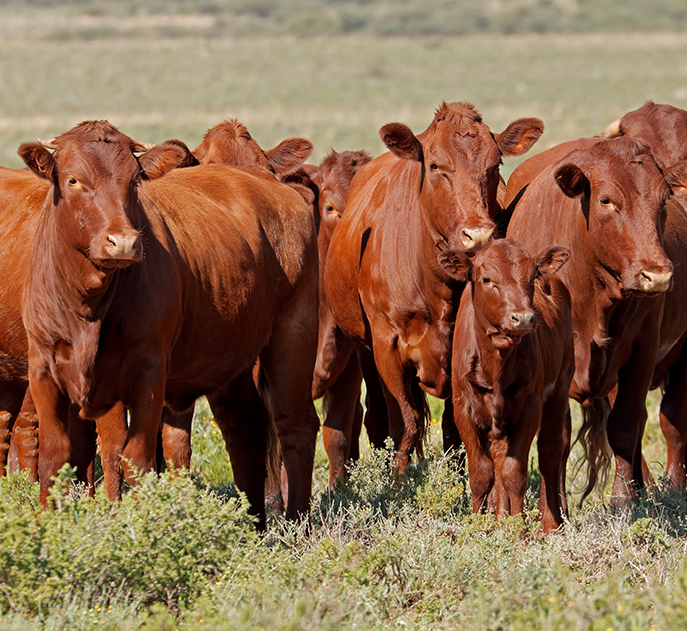 red angus cattle