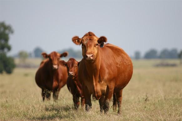 red-angus-cow